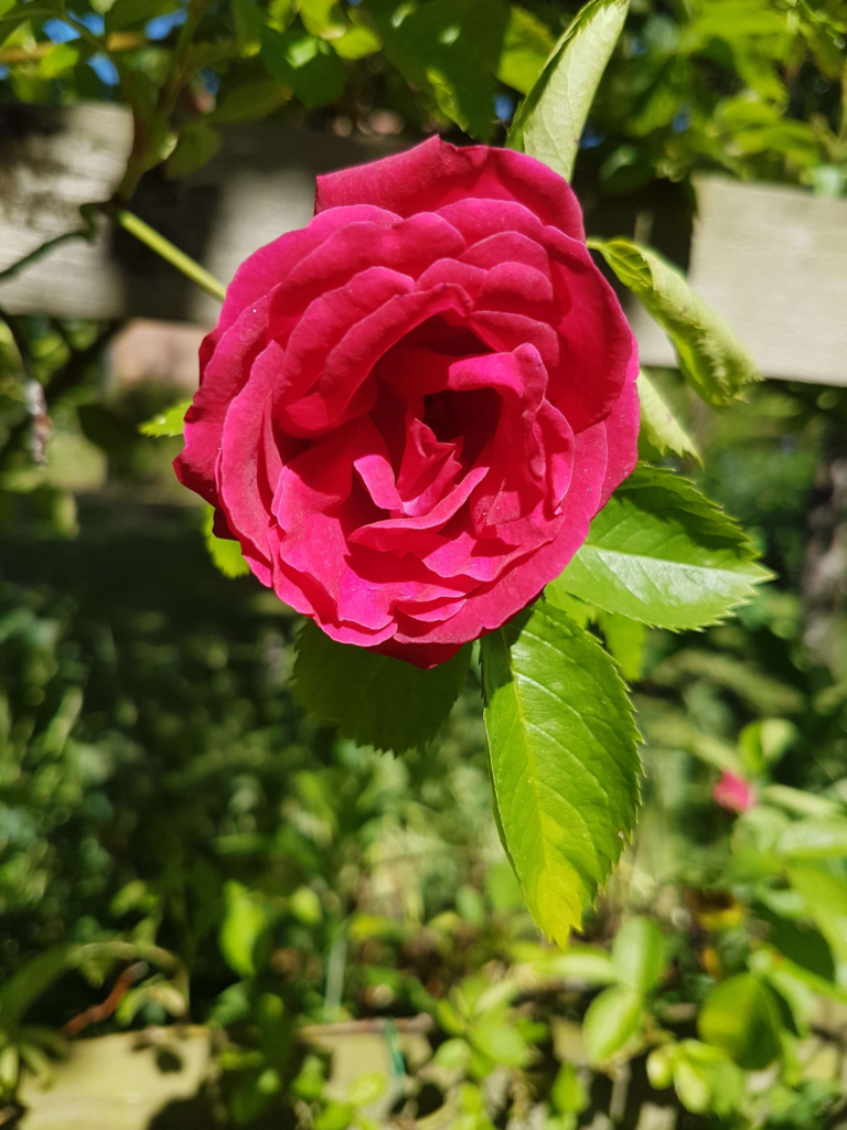 Pink rose blooming in soft morning sun, symbolising the calm, beauty, and intention of a slow morning routine.