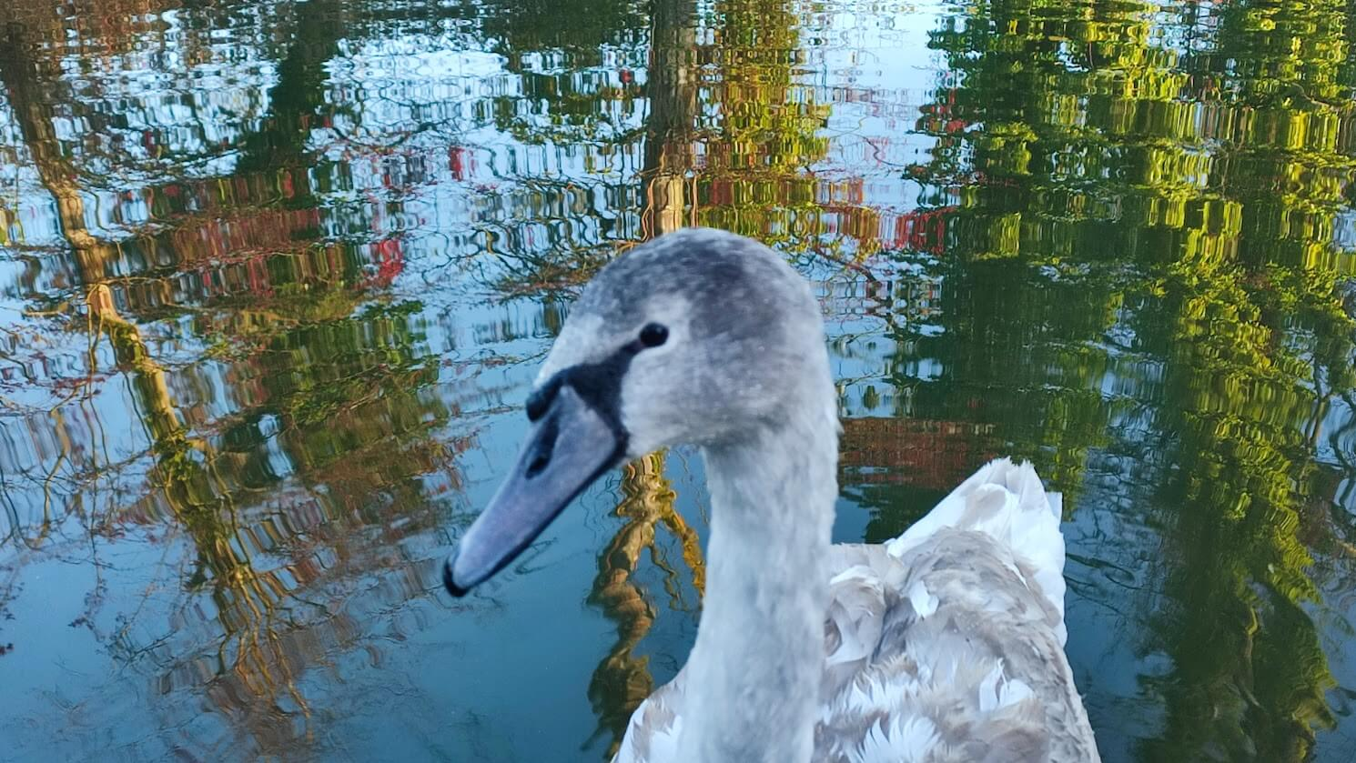 A swan living a simple life on the water is a great reminder not to simplify everything, just what we can
